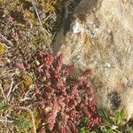 Sedum brevifolium leaf picture by Bunyol Arnau (cc-by-sa)