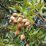 Brabejum stellatifolium fruit picture by Daniel Barthelemy (cc-by-nc)