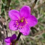 Talinum portulacifolium flower picture by susan brown (cc-by-sa)