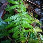 Woodsia ilvensis leaf picture by Robin Bender (cc-by-sa)