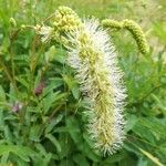 Sanguisorba dodecandra flower picture by Aurelio Cabri (cc-by-sa)