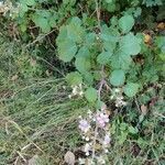 Rubus ulmifolius habit picture by Jean-René Girardeau (cc-by-sa)