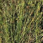 Juncus conglomeratus habit picture by Patrice Nodet (cc-by-sa)