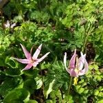 Erythronium revolutum flower picture by Elaine Brown (cc-by-sa)