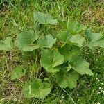 Alcea rosea habit picture by Julien Legrand (cc-by-sa)