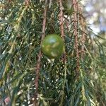 Juniperus cedrus fruit picture by Maria Antonia Campo (cc-by-sa)