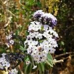 Heliotropium arborescens flower picture by Urrutia Zegarra Alexandra (cc-by-sa)