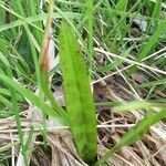 Dactylorhiza majalis leaf picture by Jean-François Baudin (cc-by-sa)