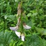 Crotalaria verrucosa flower picture by Gauri Achari (cc-by-sa)