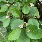 Cotoneaster multiflorus flower picture by Hans van den Heuvel (cc-by-sa)