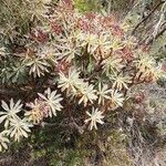 Euphorbia atropurpurea habit picture by Udo Herkommer (cc-by-sa)