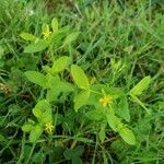 Hypericum mutilum leaf picture by Rachel Rachel (cc-by-sa)