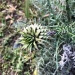 Cynara humilis fruit picture by gg yulian (cc-by-sa)