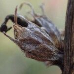 Campanula glomerata fruit picture by Yoan MARTIN (cc-by-sa)