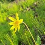 Arnica cordifolia flower picture by Clover Love (cc-by-sa)