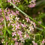 Galium rubrum flower picture by Martin Bishop (cc-by-sa)