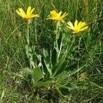 Senecio doronicum habit picture by DOMINIQUE BLANC (cc-by-sa)