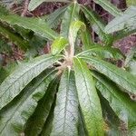 Bedfordia arborescens leaf picture by Daniel Grixti-Cheng (cc-by-sa)