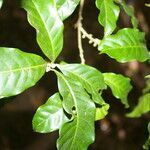 Pouteria durlandii leaf picture by Nelson Zamora Villalobos (cc-by-nc)