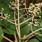 Miconia argentea fruit picture by Nelson Zamora Villalobos (cc-by-nc)