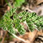 Corydalis sikkimensis leaf picture by Colin Pendry (cc-by-sa)