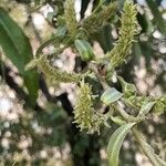 Salix babylonica flower picture by Gabi Androne (cc-by-sa)