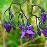 Solanum dulcamara flower picture by Pierre LEON (cc-by-sa)