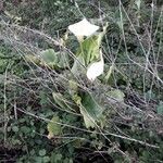 Zantedeschia aethiopica habit picture by beurny (cc-by-sa)