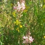 Onobrychis viciifolia flower picture by Jack Connolly (cc-by-sa)