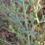 Genista tinctoria habit picture by Yoan MARTIN (cc-by-sa)