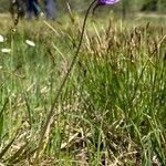 Pinguicula vulgaris habit picture by grutz (cc-by-sa)