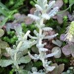 Teucrium rouyanum leaf picture by Alain Bigou (cc-by-sa)