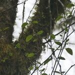 Alnus rubra habit picture by Maarten Vanhove (cc-by-sa)