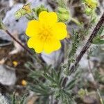 Potentilla heptaphylla flower picture by María Meyer (cc-by-sa)