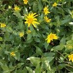 Arnica latifolia flower picture by Kyler Bowers (cc-by-sa)