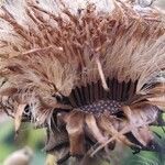 Inula helenium fruit picture by eric wessels (cc-by-sa)