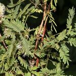 Mimosa platycarpa leaf picture by Nelson Zamora Villalobos (cc-by-nc)