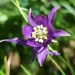 Aquilegia einseleana flower picture by Angel Bereje (cc-by-sa)