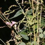 Desmodium procumbens flower picture by Nelson Zamora Villalobos (cc-by-nc)