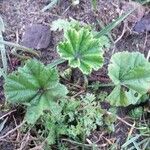 Alchemilla subcrenata leaf picture by Bakschik Bianka (cc-by-sa)