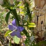 Campanula pyramidalis flower picture by Krampl Tomáš (cc-by-sa)