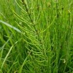 Equisetum palustre leaf picture by Cor van de Lustgraaf (cc-by-sa)