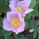 Rosa californica flower picture by Daniel Barthelemy (cc-by-nc)