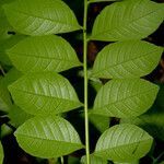 Spondias purpurea leaf picture by Nelson Zamora Villalobos (cc-by-nc)