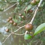 Sebastiania brasiliensis fruit picture by Matheus Platner (cc-by-sa)