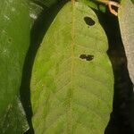 Virola sebifera leaf picture by Nelson Zamora Villalobos (cc-by-nc)