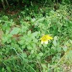 Geum urbanum habit picture by Michel Cosme (cc-by-sa)