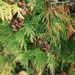 Thuja occidentalis leaf picture by Palo Rapos (cc-by-sa)