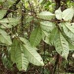 Ardisia compressa leaf picture by Nelson Zamora Villalobos (cc-by-nc)