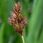 Carex leporina fruit picture by Groupe Botanique de Bruxelles (cc-by-sa)